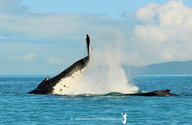 2016 Audi Hamilton Island Race Week - Day 3 - Audi Hamilton Island Whale Watching Week © Nic Douglass / www.AdventuresofaSailorGirl.com